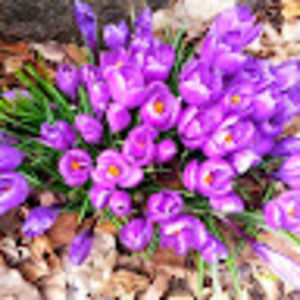 Meet your Posher, Joan